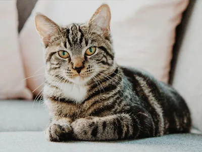 Seizures, Neurofeedback & Cats!